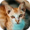 Cat-tastic Puzzle Challenge