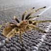 Spider Hidden Difference